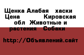 Щенка Алабая,  хаски › Цена ­ 5 000 - Кировская обл. Животные и растения » Собаки   